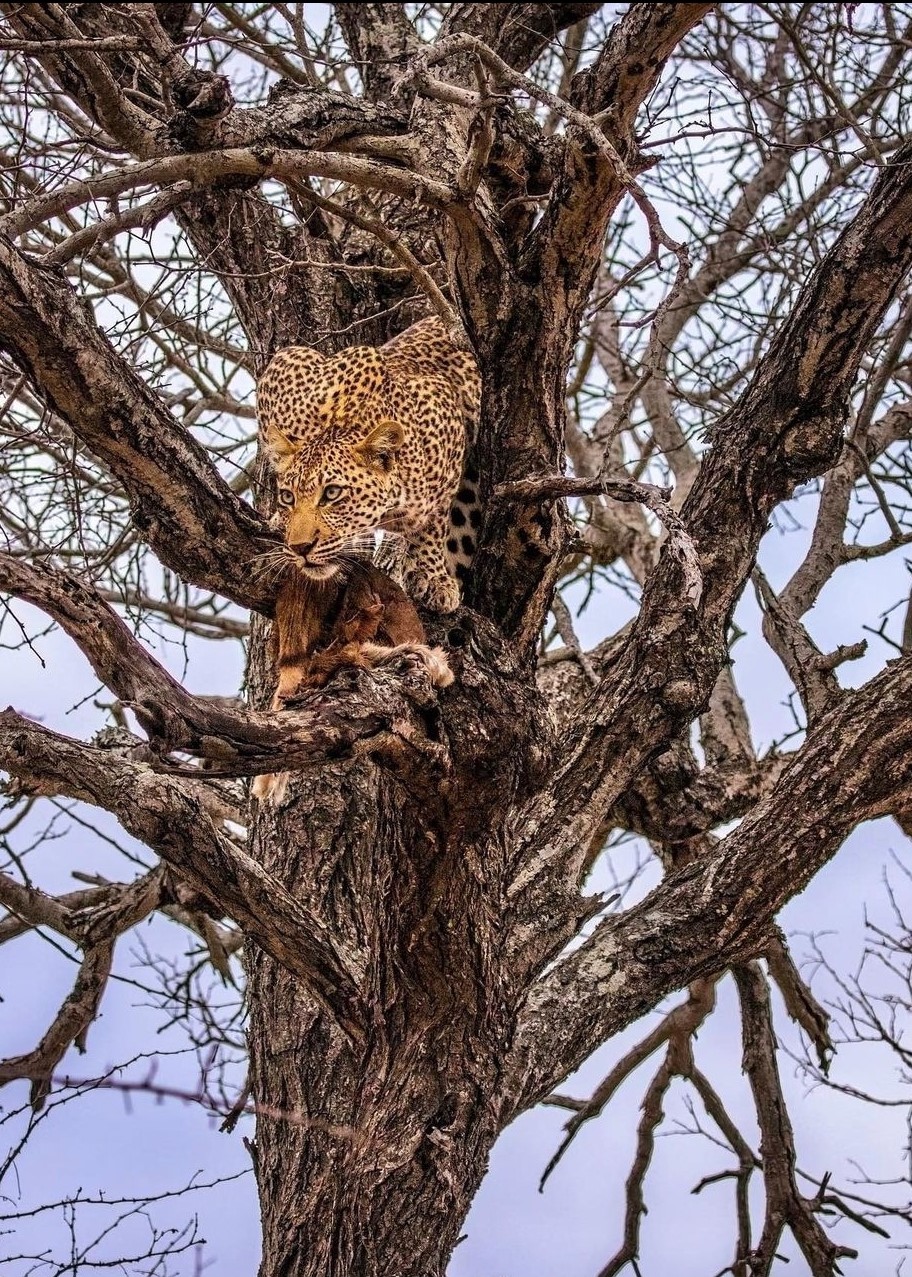 3 Days Northern Tanzania Safari