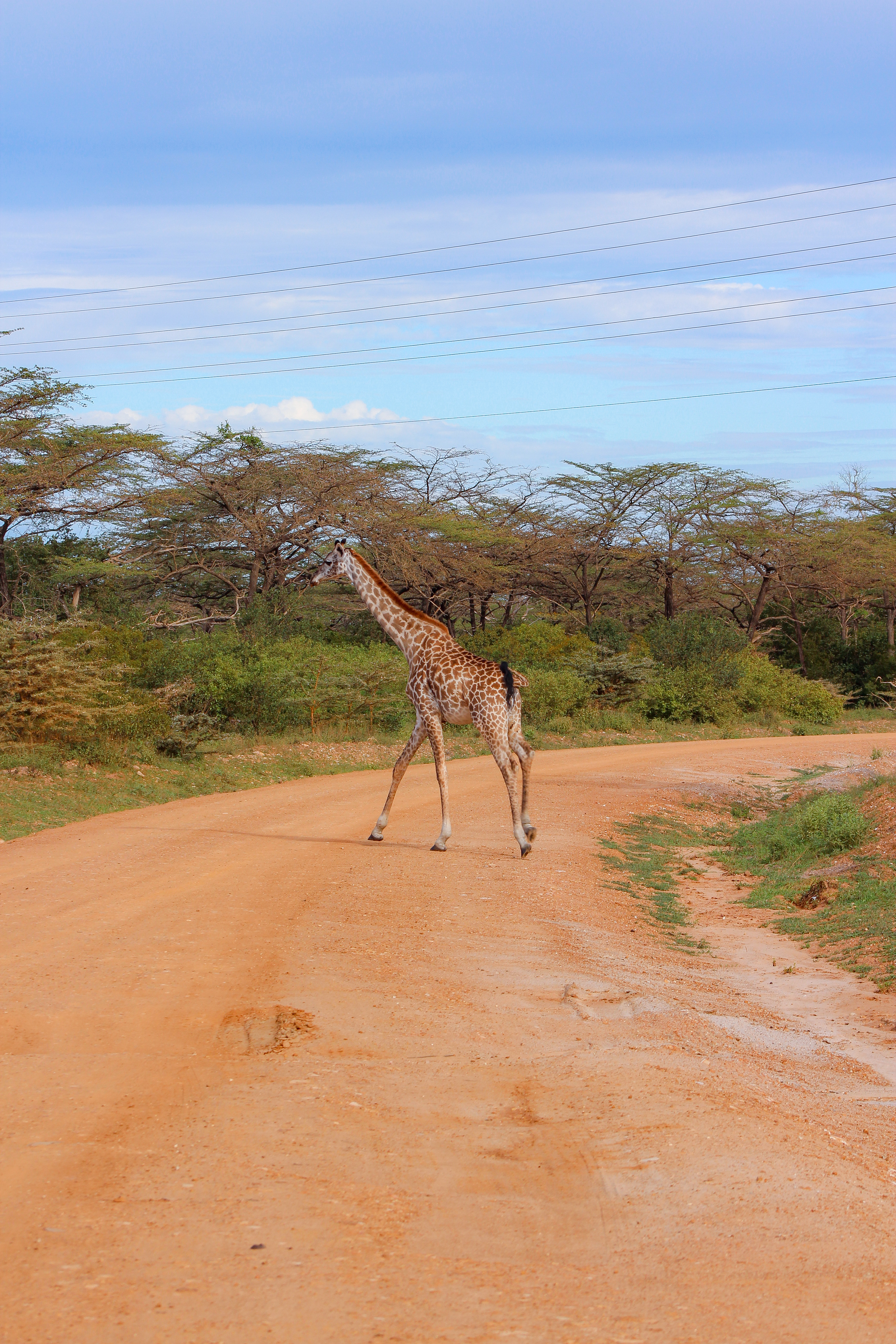 2 Days Fly-in Safari to Selous