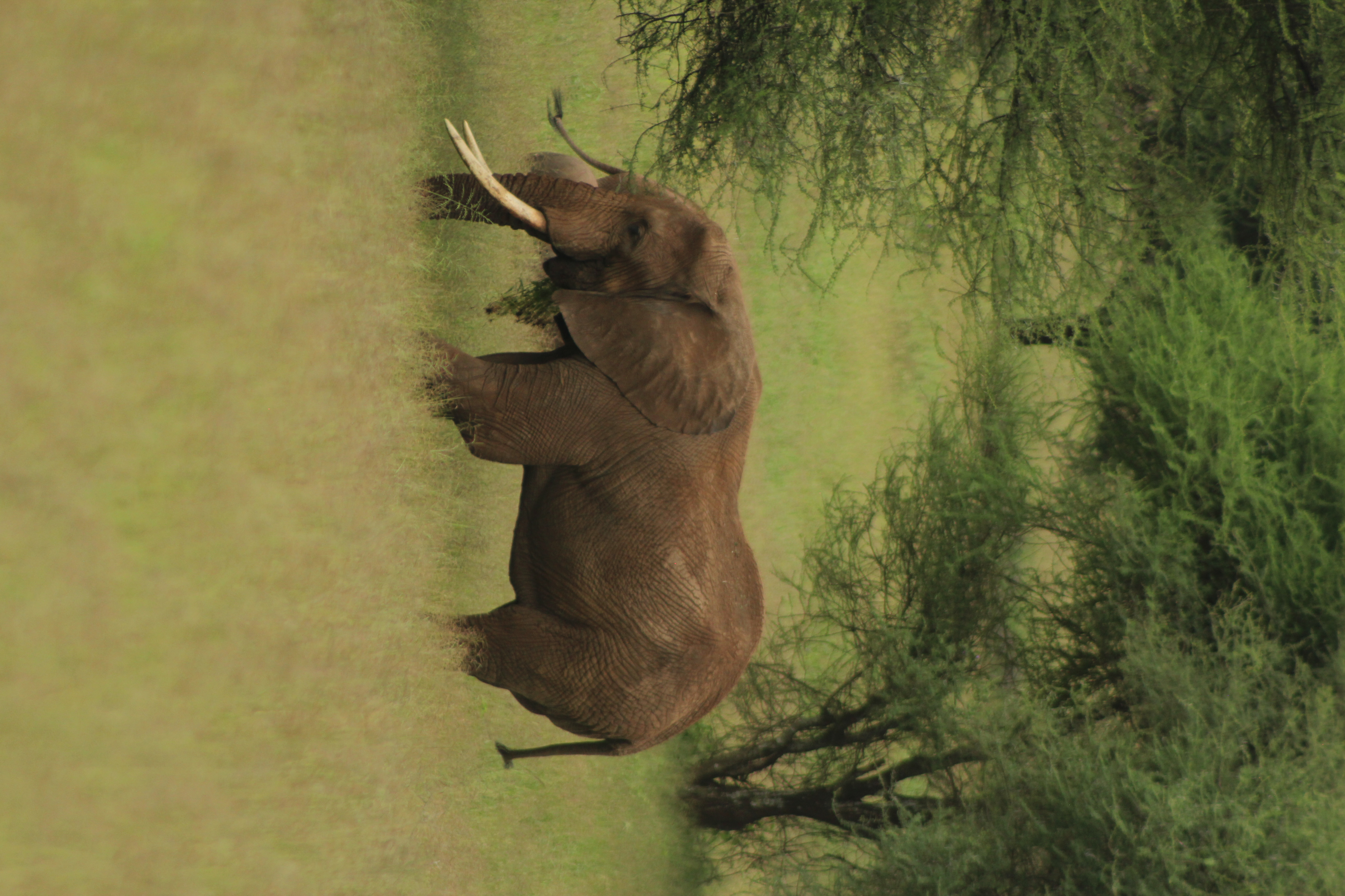 2 Days Tarangire & Ngorongoro Safari