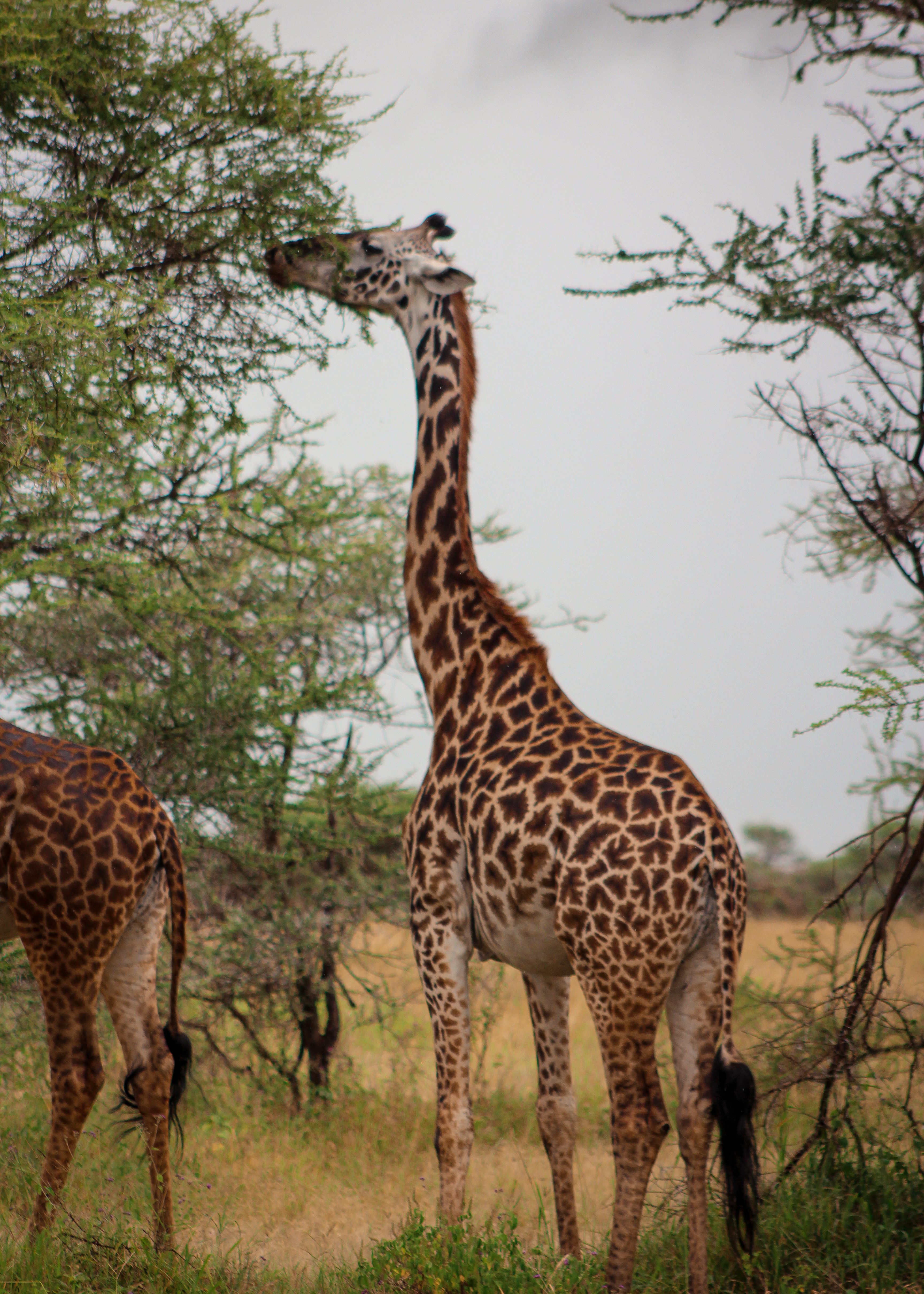 Northern Tanzania Safari